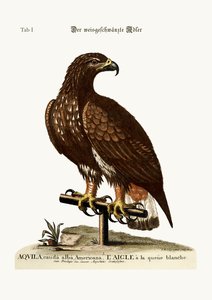 El águila de cola blanca, 1749-73